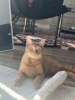 Playful Tabby needs a new home!