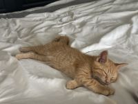 I need a happy loving home