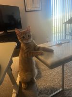 Busy, Playful Tabby Kitten