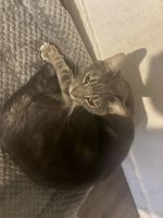 Tabby Cats for sale in National City, CA, USA. price: $50