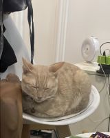 Tabby Cats for sale in 2/6 Owoyale St, Oke Odo, Lagos 102213, Lagos, Nigeria. price: 75,000 NGN