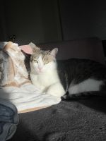 Tabby Cats for sale in Las Vegas, NV, USA. price: NA