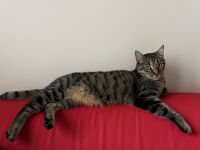 TabbyKatzenzu verkaufen in 90 Nürnberg, Deutschland. Preis: NA