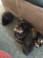 2, 3 1/2 month old female black kittens