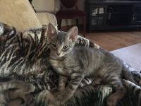 Two grey tabby kittens