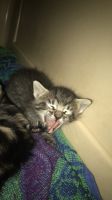 Kittens need a home!