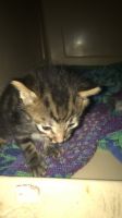 Kittens need a home!