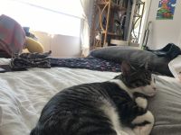 young cat available for adoption