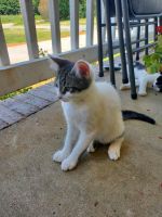 Looking for a home for 2 Young Male Tabby Cats