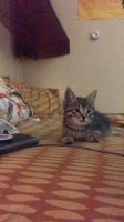 Female kitten (2mo)