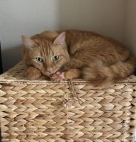 Beautiful and extremely loving Tabby