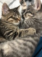 4-4 month old kittens