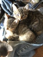 4-4 month old kittens