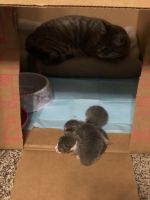 Tabby Cats for sale in Dallas, TX 75234, USA. price: $275