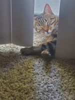 Cat in need of good home