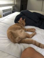 Two Brothers looking for a home together