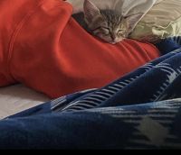 Giving away Tabby kitten