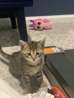 Kittens for sale