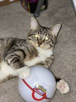 Rehoming our sweet hearted tabby cat