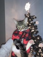 Rehoming our sweet hearted tabby cat