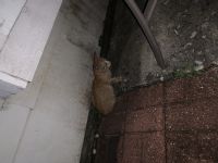 6 week old tabby kitten