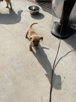 Tahltan Bear Dog Puppies for sale in Long Beach, CA, USA. price: $200