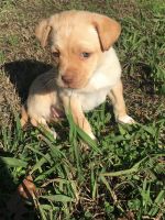 Taino Dog Puppies for sale in Wingate, NC 28174, USA. price: $100