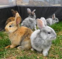 Tan rabbit Rabbits Photos