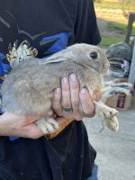 Tan rabbit Rabbits for sale in Dundee, OR 97115, USA. price: NA