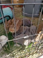Tan rabbit Rabbits for sale in Carson, CA, USA. price: $20