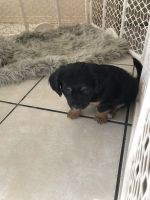 Taylor Terrier Puppies for sale in Shandon, CA 93461, USA. price: $400