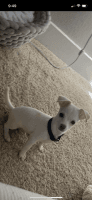 Tea Cup Chihuahua Puppies for sale in Las Vegas, NV, USA. price: $2,100