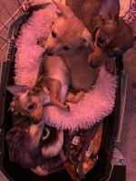 Tea Cup Chihuahua Puppies for sale in Columbus, OH, USA. price: $550