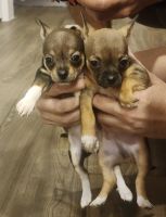Tea Cup Chihuahua Puppies for sale in Clearwater, Florida. price: $1,000