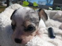 Tea Cup Chihuahua Puppies for sale in Houghton Lake, Michigan. price: $1,200