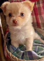 Tea Cup Chihuahua Puppies for sale in Hillsboro, Wisconsin. price: $750