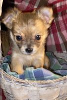 Tea Cup Chihuahua Puppies for sale in Hillsboro, Wisconsin. price: $800