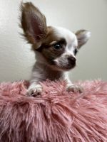 Tea Cup Chihuahua Puppies for sale in Albuquerque, NM, USA. price: $1,600