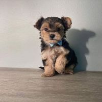 Tea Cup Chihuahua Puppies for sale in Arvada, CO 80001, USA. price: $150