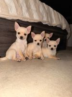Tea Cup Chihuahua Puppies for sale in Waterloo NSW 2017, Australia. price: $1,300