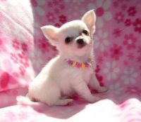 Tea Cup Chihuahua Puppies for sale in Mechanicsburg, PA, USA. price: $500