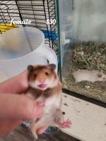 Teddy Bear hamster Rodents Photos