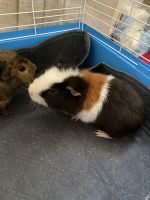 Teddy or Rex Guinea Pig Rodents for sale in Dover, PA 17315, USA. price: $30