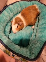 Teddy or Rex Guinea Pig Rodents for sale in Firestone, CO, USA. price: NA