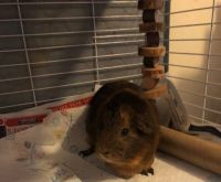 Teddy or Rex Guinea Pig Rodents Photos