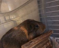 Teddy or Rex Guinea Pig Rodents Photos