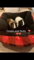 Teddy or Rex Guinea Pig Rodents for sale in Omaha, NE, USA. price: $50