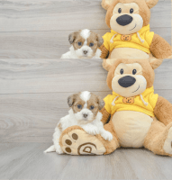 Teddy Roosevelt Terrier Puppies Photos