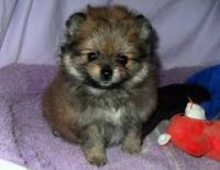Teddy Roosevelt Terrier Puppies for sale in California Ave, Windsor, ON, Canada. price: $350