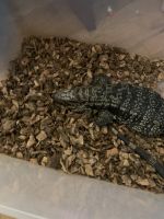Tegu Reptiles for sale in Louisville, KY, USA. price: $400